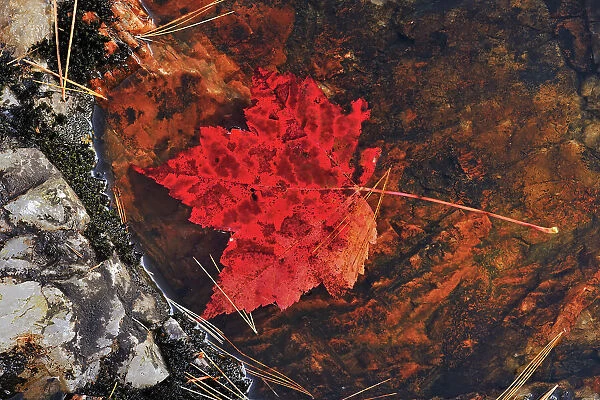 Red maple leaf (Acer rubrum) at Hatchery Falls in autumn, Near Rosseau, Ontario, Canada