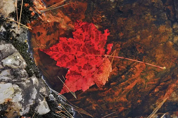 Framed Print : Red maple leaf (Acer rubrum) at Hatchery Falls in autumn, Near Rosseau, Ontario, Canada Framed Print : Red maple leaf (Acer rubrum) at Hatchery Falls in autumn, Near Rosseau, Ontario, Canada