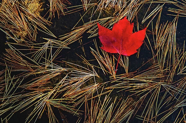 red maple leaf and white pine needles in pool of water Killarney Provincial Park, Ontario, Canada