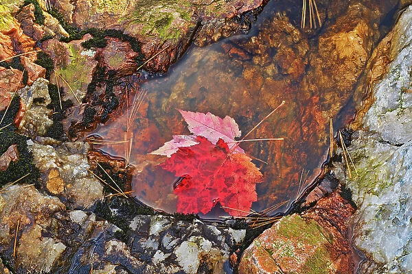 Red maple leaves (Acer rubrum) at Hatchery Falls in autumn, Near Rosseau, Ontario, Canada