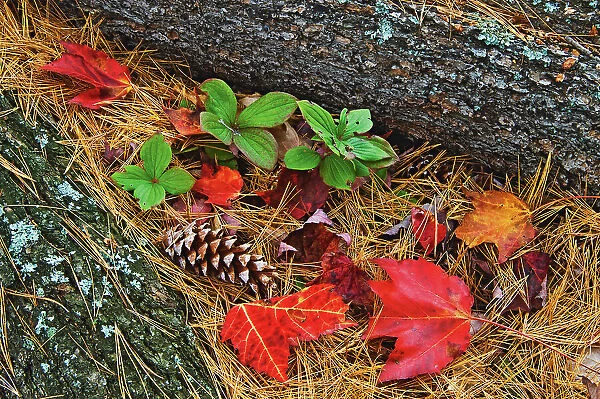 red maple leaves, bunchberries (Bunchberry (Cornus canadensis) and pine cones - forest floor detail at Tyson Lake Killarney District, Ontario, Canada