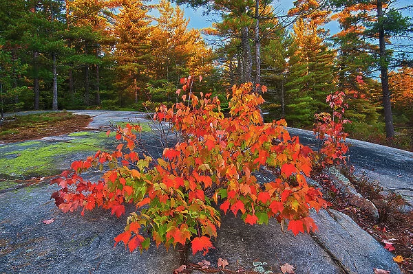 Red maple tree (Acer rubrum) at Grundy Lake Grundy Lake Provincial Park, Ontario, Canada