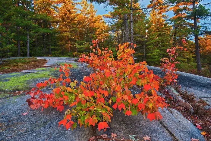 Framed Print : Red maple tree (Acer rubrum) at Grundy Lake Grundy Lake Provincial Park, Ontario, Canada Framed Print : Red maple tree (Acer rubrum) at Grundy Lake Grundy Lake Provincial Park, Ontario, Canada