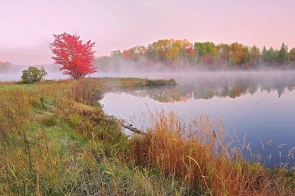 A red maple tree (Acer rubrum) in morning fog on the shore of St. Poithier Lake in autumn color Worthington, Ontario, Canada