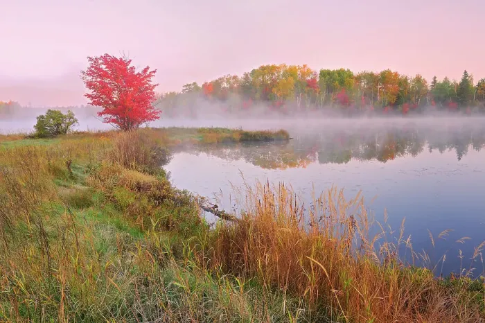 Framed Print : A red maple tree (Acer rubrum) in morning fog on the shore of St. Poithier Lake in autumn color Worthington, Ontario, Canada Framed Print : A red maple tree (Acer rubrum) in morning fog on the shore of St. Poithier Lake in autumn color Worthington, Ontario, Canada