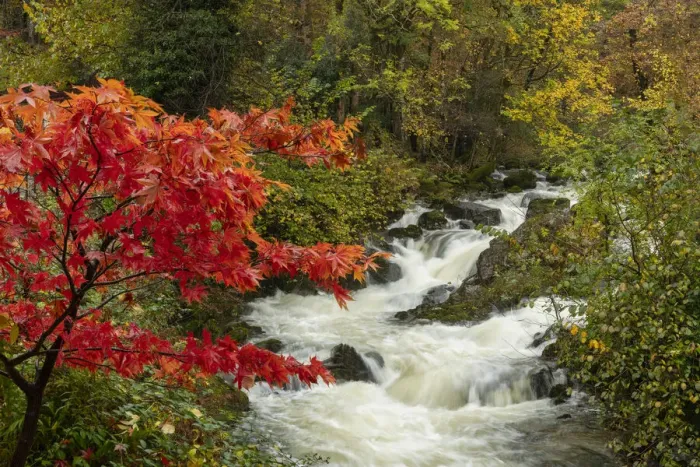 Framed Print : Red Maple Tree by Rydale Beck, Lake District National Park, Cumbria, England Framed Print : Red Maple Tree by Rydale Beck, Lake District National Park, Cumbria, England