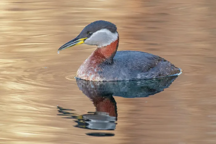 Framed Print : Red-necked Grebe (Podiceps grisegena), Ontario, Canada Framed Print : Red-necked Grebe (Podiceps grisegena), Ontario, Canada