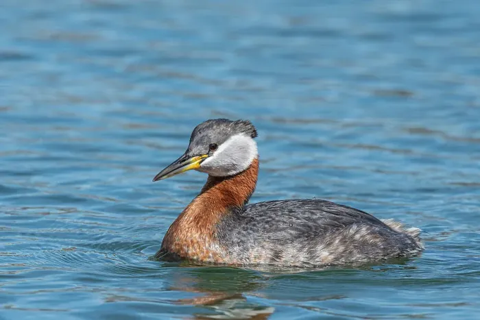 Framed Print : Red-necked Grebe (Podiceps grisegena), Ontario, Canada Framed Print : Red-necked Grebe (Podiceps grisegena), Ontario, Canada