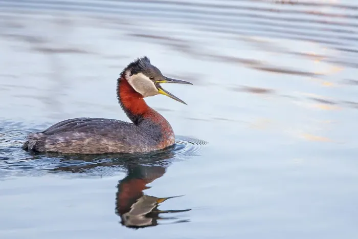 Framed Print : Red-necked Grebe (Podiceps grisegena), Ontario, Canada Framed Print : Red-necked Grebe (Podiceps grisegena), Ontario, Canada
