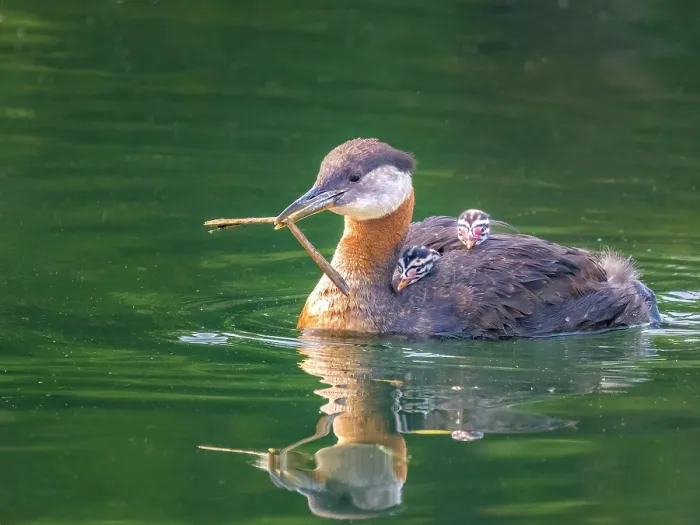 Framed Print : Red-necked Grebe (Podiceps grisegena) with chicks, Humber Bay Park West, Toronto, Ontario, Canada Framed Print : Red-necked Grebe (Podiceps grisegena) with chicks, Humber Bay Park West, Toronto, Ontario, Canada