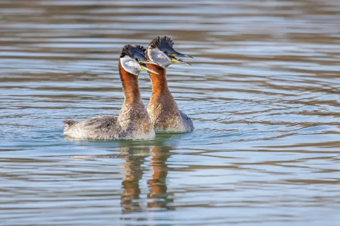 Framed Print : Red-necked Grebe (Podiceps grisegena) exhibiting courtship behaviour, Ontario, Canada
