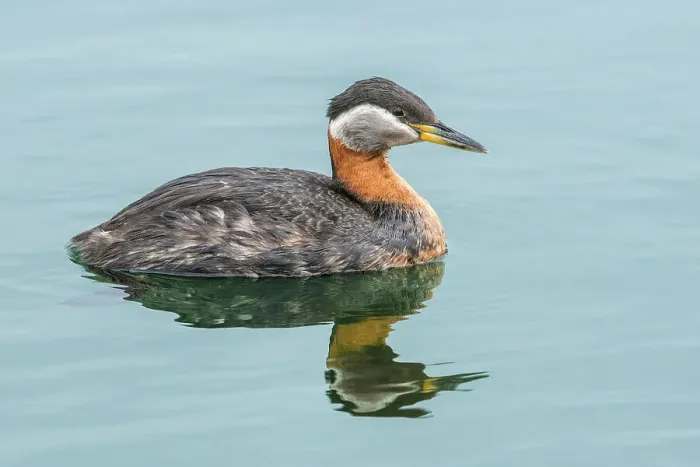 Framed Print : Red-necked Grebe (Podiceps grisegena) on Lake Ontario, Torotno, Ontario, Canada Framed Print : Red-necked Grebe (Podiceps grisegena) on Lake Ontario, Torotno, Ontario, Canada