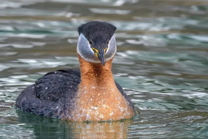 Framed Print : Red-necked Grebe (Podiceps grisegena) on Lake Ontario, Torotno, Ontario, Canada