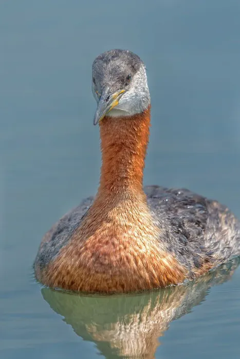 Framed Print : Red-necked Grebe (Podiceps grisegena) on Lake Ontario, Torotno, Ontario, Canada Framed Print : Red-necked Grebe (Podiceps grisegena) on Lake Ontario, Torotno, Ontario, Canada