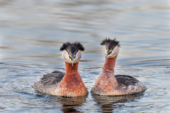 Framed Print : Red-necked Grebe (Podiceps grisegena) on Lake Ontario, Torotno, Ontario, Canada Framed Print : Red-necked Grebe (Podiceps grisegena) on Lake Ontario, Torotno, Ontario, Canada