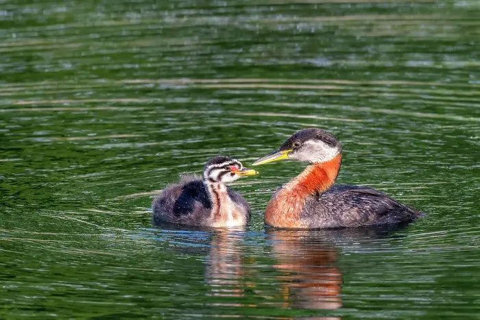 Framed Print : Red-necked Grebe (Podiceps grisegena) on Lake Ontario, Torotno, Ontario, Canada