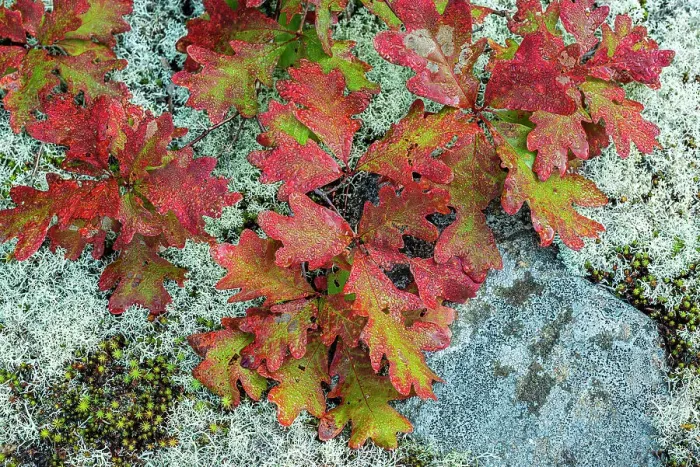 Framed Print : Red Oak Leaves and lichen in the Torrance Barrens, Ontario, Canada Framed Print : Red Oak Leaves and lichen in the Torrance Barrens, Ontario, Canada