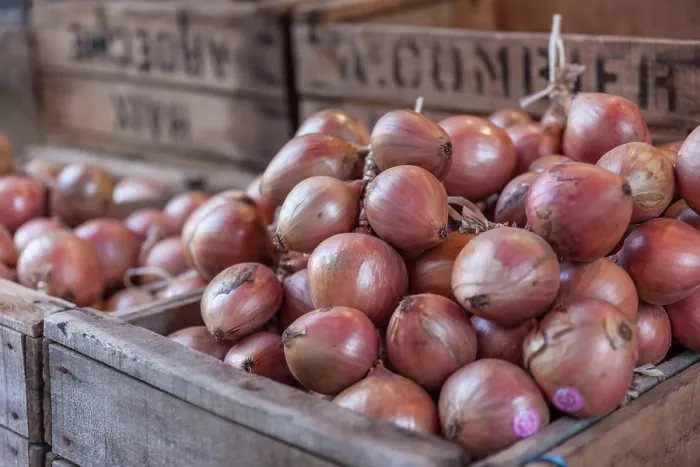 Framed Print : Red onions in rustic wooden boxes, Finistere, Brittany, France Framed Print : Red onions in rustic wooden boxes, Finistere, Brittany, France