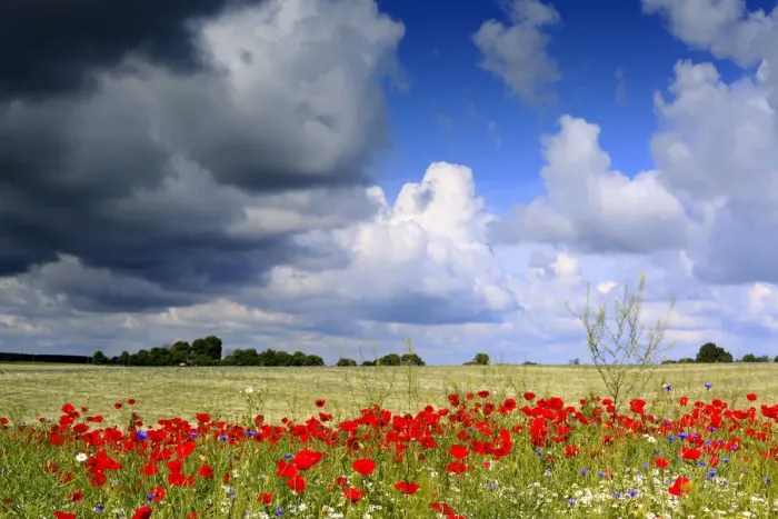 Framed Print : Red poppies field, near Vladimir-Volynsky, Volyn oblast, Ukraine Framed Print : Red poppies field, near Vladimir-Volynsky, Volyn oblast, Ukraine