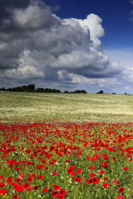 Framed Print : Red poppies field, near Vladimir-Volynsky, Volyn oblast, Ukraine