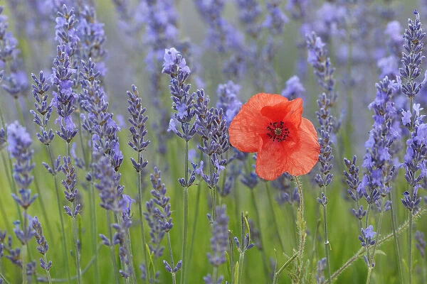 Red Poppy (Papaver) and Lavender (Lavendula augustifolia), Sault, Plateau de Vaucluse, Alpes-de-Haute-Provence, Provence-Alpes-Cote d Azur, Provence, France
