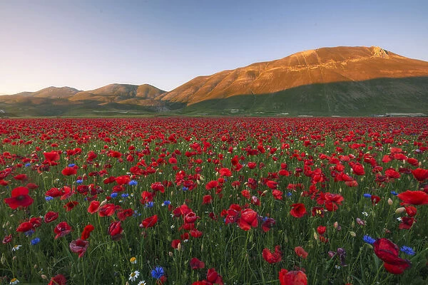 Red poppys and blue cornflowers growing in a meadow in Umbria, Italy