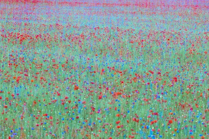 Framed Print : Red poppys and blue cornflowers growing in a meadow in Umbria, Italy