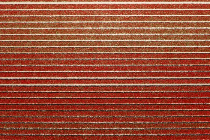 Framed Print : Red rows in an aerial view of tulips field (Sint Maarten, Schagen municipality, Dutch Framed Print : Red rows in an aerial view of tulips field (Sint Maarten, Schagen municipality, Dutch