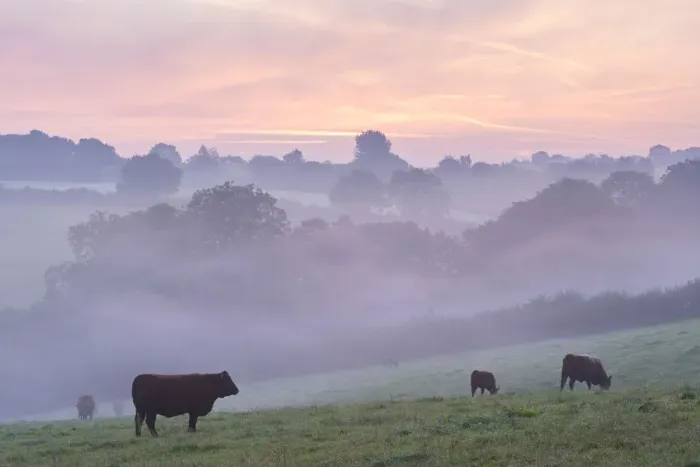 Framed Print : Red Ruby cattle grazing in the Devon countryside at dawn on a misty morning, Black Dog Framed Print : Red Ruby cattle grazing in the Devon countryside at dawn on a misty morning, Black Dog