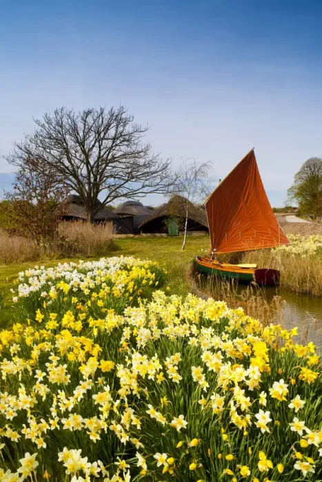 Framed Print : Red Sailboat & Daffodils, Hickling, Norfolk, England