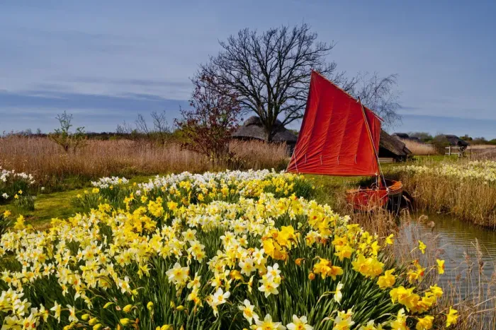 Framed Print : Red Sailboat & Daffodils, Hickling, Norfolk, England Framed Print : Red Sailboat & Daffodils, Hickling, Norfolk, England
