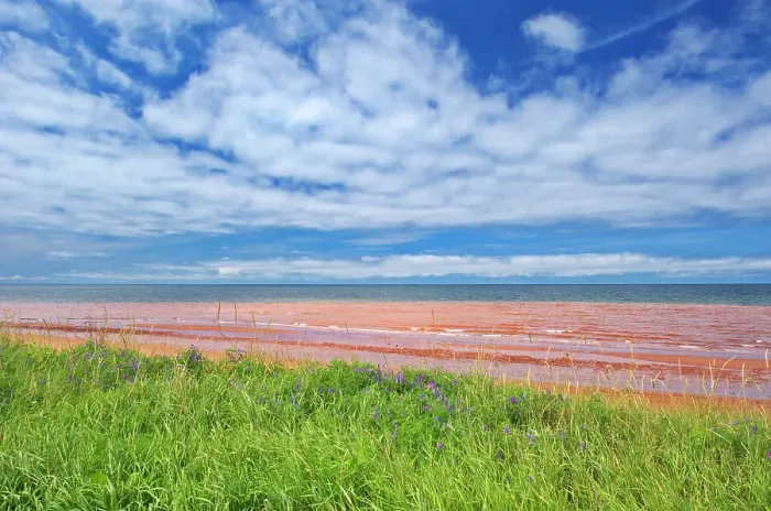 Framed Print : Red sandstone beach at low tide. Northumberland Strait. Skinners Pond, Prince Edward Island, Canada