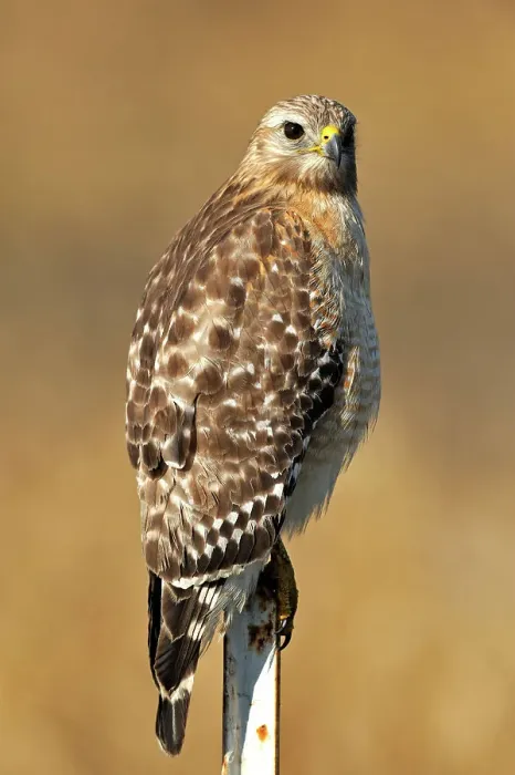 Framed Print : Red shouldered hawk (Buteo lineatus), Kissimmee Prairie Preserve State Park, Florida, USA Framed Print : Red shouldered hawk (Buteo lineatus), Kissimmee Prairie Preserve State Park, Florida, USA
