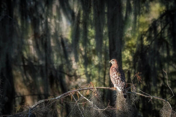 Red-shouldered hawk (Buteo lineatus) in Lake Martin, Louisiana, USA