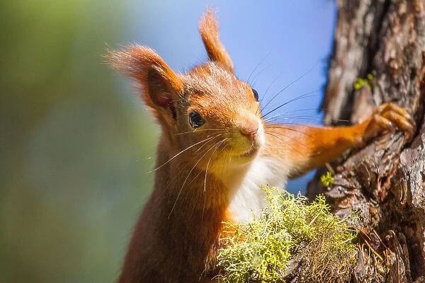 Red squirrel. Alps, Lombardy, Italy