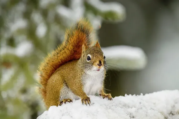 Framed Print : Red squirrel (Tamiasciurus hudsonicus), Greater Sudbury, Ontario, Canada Framed Print : Red squirrel (Tamiasciurus hudsonicus), Greater Sudbury, Ontario, Canada