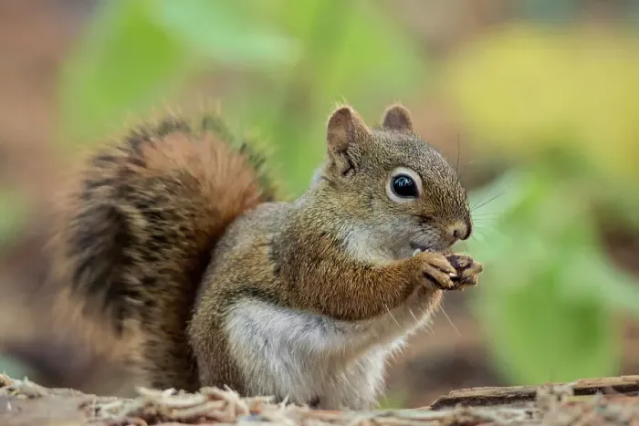 Framed Print : Red Squirrel (Tamiasciurus hudsonicus), Algonquin Provincial Park, Ontario, Canada