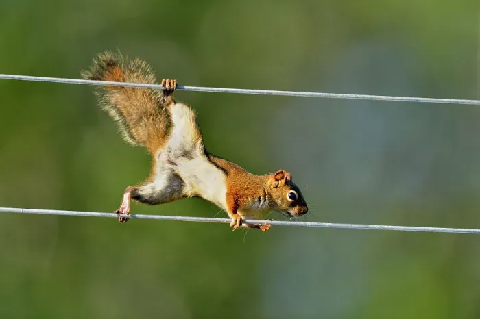Framed Print : Red squirrel (Tamiasciurus hudsonicus) climbing along clothesline to bird feeder, Greater Sudbury, Ontario, Canada Framed Print : Red squirrel (Tamiasciurus hudsonicus) climbing along clothesline to bird feeder, Greater Sudbury, Ontario, Canada