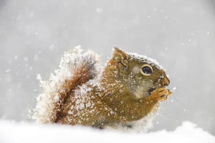 Framed Print : Red squirrel (Tamiasciurus hudsonicus) eating seeds in a spring snowstorm, Greater Sudbury, Ontario, Canada Framed Print : Red squirrel (Tamiasciurus hudsonicus) eating seeds in a spring snowstorm, Greater Sudbury, Ontario, Canada