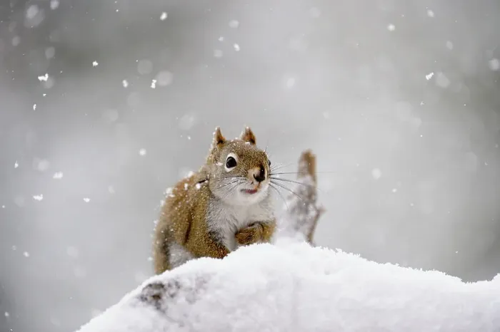 Framed Print : Red Squirrel (Tamiasciurus hudsonicus) Feeding on birdseed in winter, Greater Sudbury, Ontario, Canada Framed Print : Red Squirrel (Tamiasciurus hudsonicus) Feeding on birdseed in winter, Greater Sudbury, Ontario, Canada