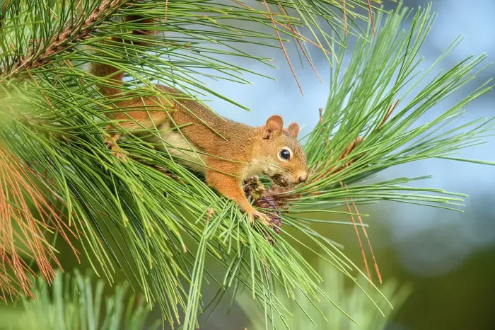 Framed Print : Red squirrel (Tamiasciurus hudsonicus) Foraging for pine cones in a red pine, Greater Sudbury, Ontario, Canada Framed Print : Red squirrel (Tamiasciurus hudsonicus) Foraging for pine cones in a red pine, Greater Sudbury, Ontario, Canada