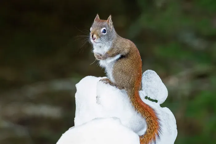 Framed Print : Red Squirrel (Tamiasciurus hudsonicus) in winter, Algonquin Provincial Park, Ontario, Canada