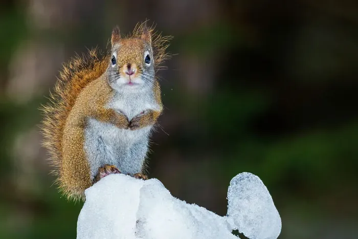 Framed Print : Red Squirrel (Tamiasciurus hudsonicus) in winter, Algonquin Provincial Park, Ontario, Canada