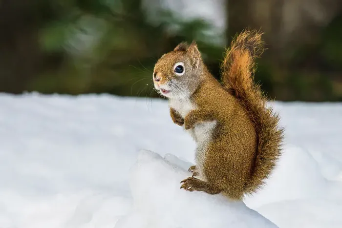 Framed Print : Red Squirrel (Tamiasciurus hudsonicus) in winter, Algonquin Provincial Park, Ontario, Canada Framed Print : Red Squirrel (Tamiasciurus hudsonicus) in winter, Algonquin Provincial Park, Ontario, Canada