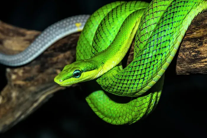 Framed Print : Red-tailed Green Rat Snake (Gonyosoma oxycephala) - captive, Ontario, Canada Framed Print : Red-tailed Green Rat Snake (Gonyosoma oxycephala) - captive, Ontario, Canada