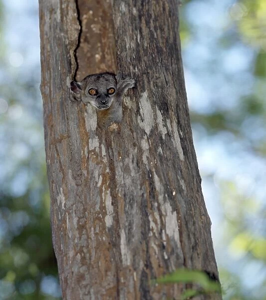 A Red-tailed sportive lemur