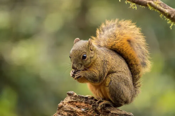 Framed Print : Red-tailed squirrel (Sciurus granatensis), Paraiso Quetzal, San Jose, Costa Rica Framed Print : Red-tailed squirrel (Sciurus granatensis), Paraiso Quetzal, San Jose, Costa Rica