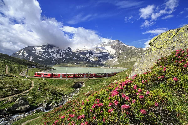 The red train of Bernina near the shores of White Lake, where the blossoming of