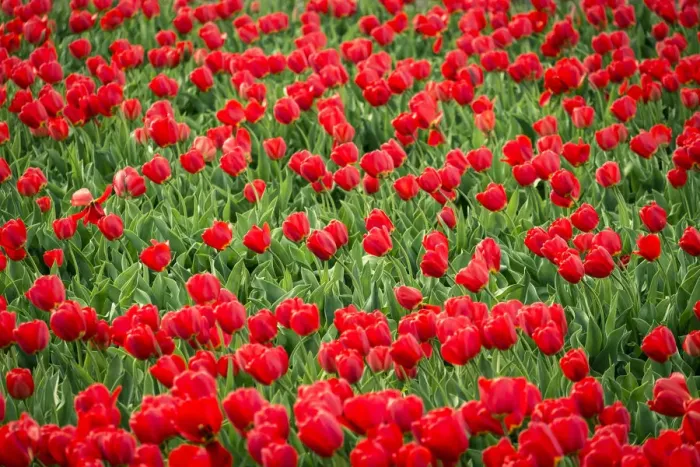 Framed Print : Red tulips in field in spring, Lisse, South Holland, Netherlands Framed Print : Red tulips in field in spring, Lisse, South Holland, Netherlands
