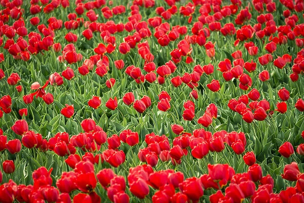 Red tulips in field in spring, Lisse, South Holland, Netherlands